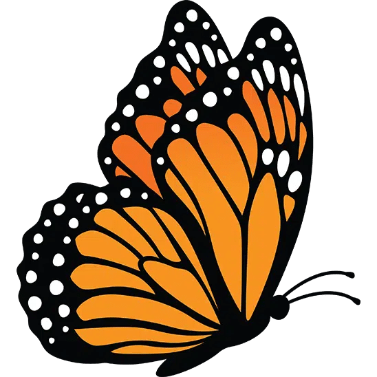 Male Monarch